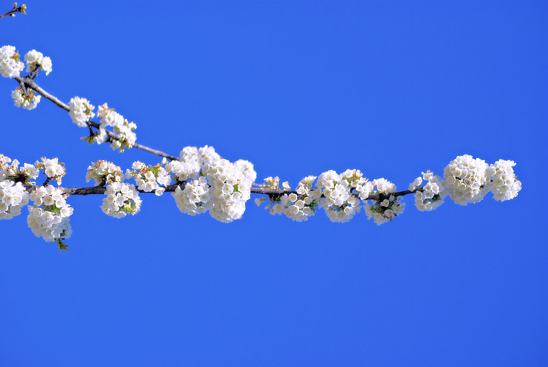 Fiesta del Cerezo en Flor