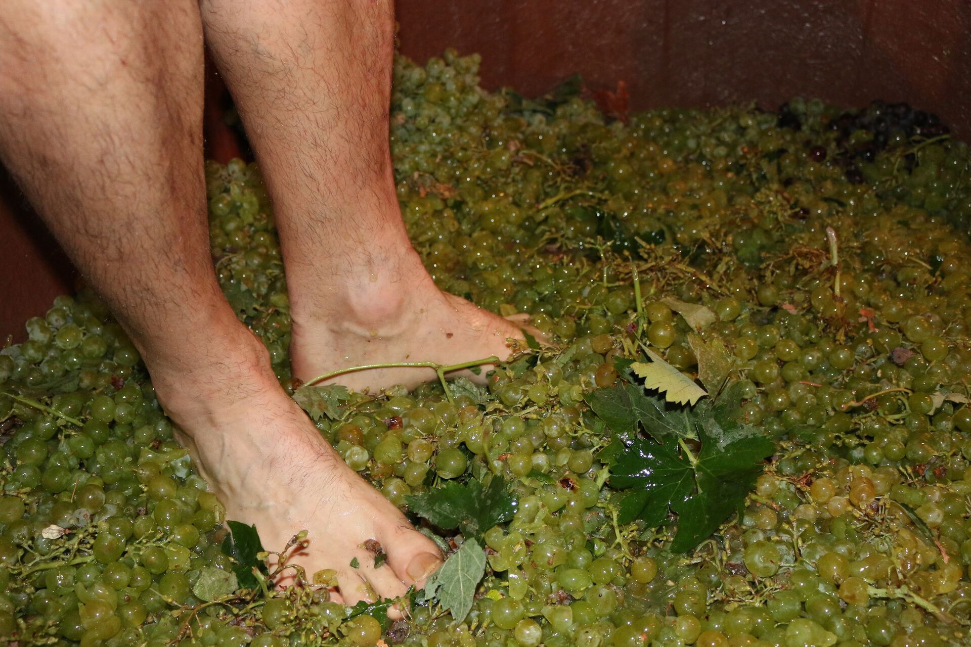 Vendimia de Villafranca